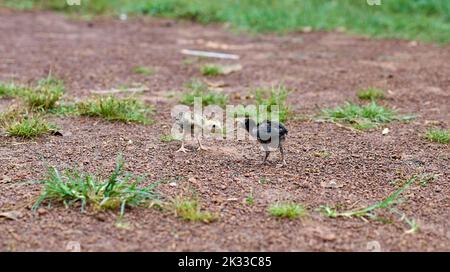 Kleine Hühner lernen sich auf einer Freilandfarm zu bekämpfen. Stockfoto