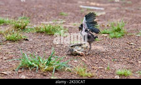 Kleine Hühner lernen sich auf einer Freilandfarm zu bekämpfen. Stockfoto