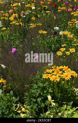 Gelbe Echinacea und dunkelblättriger Fenchel in einem Garten. Stockfoto