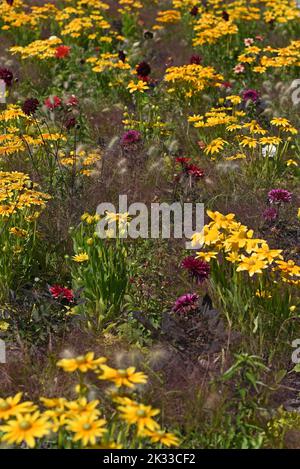 Gelbe Echinacea und dunkelblättriger Fenchel in einem Garten. Stockfoto