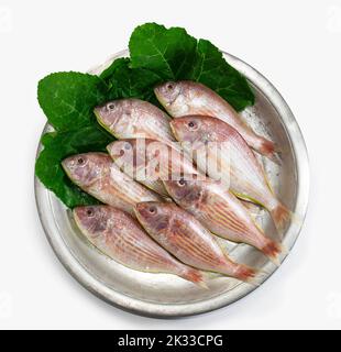 Roter Croaker, Lal poa, Pama, POA Fisch auf Aluminiumschale mit Kürbisblättern. Meeresfrüchte. Stockfoto