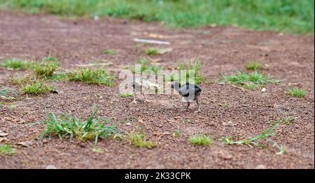 Kleine Hühner lernen sich auf einer Freilandfarm zu bekämpfen. Stockfoto