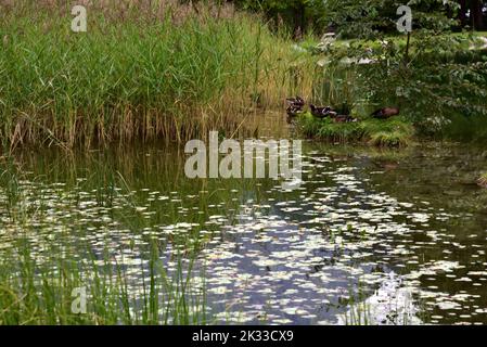 In einem kleinen Alpensee eine ruhige Ecke, wo die Enten den Tag friedlich verbringen können Stockfoto