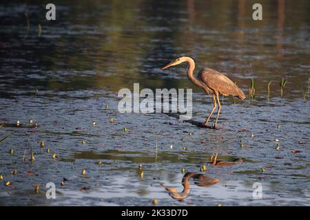 Kanadareiher / Blaureiher / Ardea herodias Stockfoto