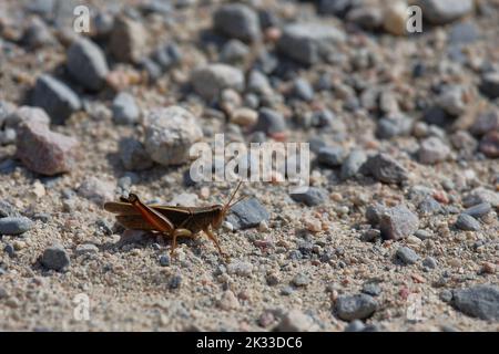 Feldheuschrecke / Acrididae oder Grasshopper / Acrididae Stockfoto