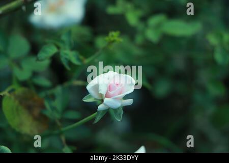 Rosa und weiße Rose, die mit schönen Blütenblättern wächst Stockfoto