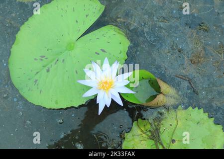 Blauer Lotus (blauer ägyptischer Lotus oder auch blaue Seerose oder blaue ägyptische Seerose), eine Seerose der Gattung Nymphaea. Es war dem Alten bekannt Stockfoto