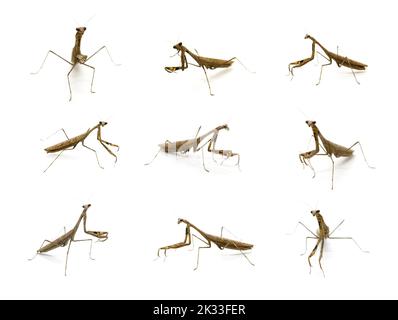 Gruppe von Gottesanbeterin (Stagmomantis carolina) auf weißem Hintergrund. Insekt. Tier. Stockfoto