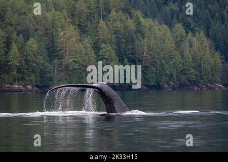 Ein Buckelwal (Megaptera novaeangliae) hebt seinen Schwanz aus dem Wasser, während er sich auf das Tauchen in British Columbia, Kanada, vorbereitet. Stockfoto