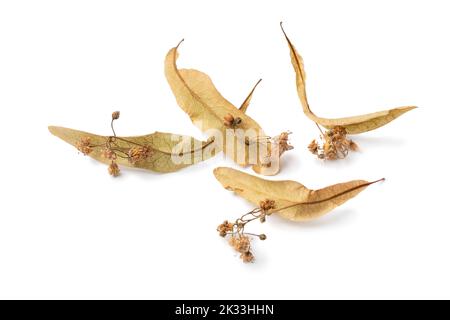 Getrocknete tilia-Blüten aus nächster Nähe isoliert auf weißem Hintergrund Stockfoto