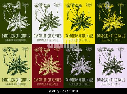 Satz von Vektorzeichnungen von Dandelion in verschiedenen Farben. Handgezeichnete Abbildung. Lateinischer Name Taraxacum officinale. Stockfoto