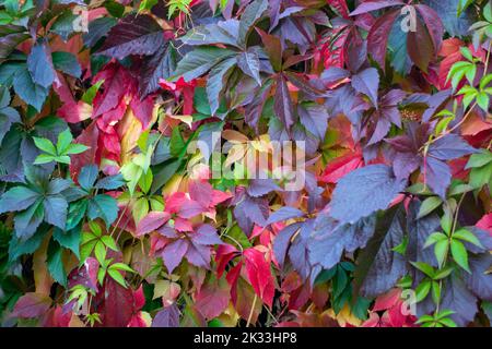 Bunte Blätter von wilden Trauben im Herbst Stockfoto