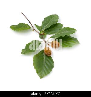 Frischer Buchenzweig mit einem Paar Buchennüssen im Herbst isoliert auf weißem Hintergrund Stockfoto