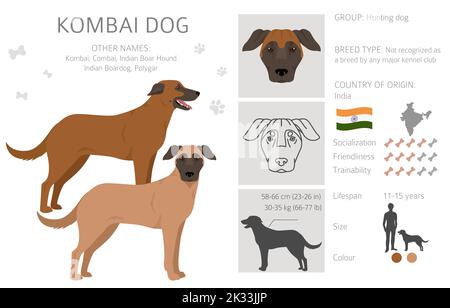 Kombai Hundeclipart. Verschiedene Fellfarben eingestellt. Vektorgrafik Stock Vektor