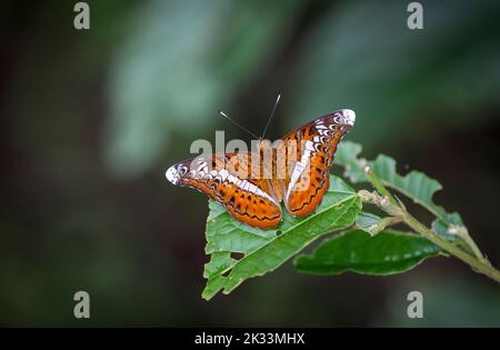 Knight (Lebadea martha) ist eine Art von Nymphydschmetterlingen, die im tropischen und subtropischen Asien gefunden wird. Stockfoto