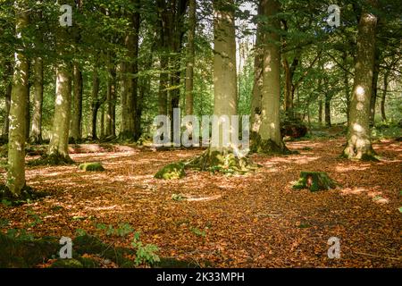 Herbstliches HDR-Bild von Grass Wood, einem Buchenwald (Fagus sylvatica) in der Nähe von Grassington, North Yorkshire, England. 23. September 2022 Stockfoto