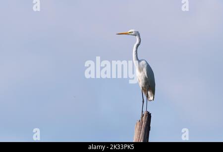 Trebbin, Deutschland. 23. September 2022. 23.09.2022, Trebbin. Ein Silberreiher (Ardea alba) steht auf einem toten Baum in der Nähe von Trebbin in Brandenburg. Quelle: Wolfram Steinberg/dpa Quelle: Wolfram Steinberg/dpa/Alamy Live News Stockfoto