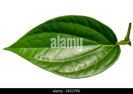 Nahaufnahme eines grünen herzförmigen Betel-Blattes mit einem detaillierten Blattrahmen, isoliert auf weißem Hintergrund Stockfoto