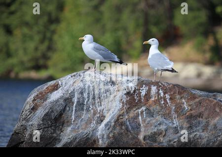 Kanadamöwe oder amerikanische Silbermöwe / amerikanische Heringsmöwe oder Smithsonian Gull / Larus smithsonianus Stockfoto