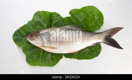 Der Rohu, rui oder Roho labeo ist eine Fischart der Karpfenfamilie, die in Flüssen in Südasien gefunden wird. Fischmarkt-Anzeige. Roh, ungekocht, ganz und sid Stockfoto