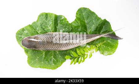 Der Rohu, rui oder Roho labeo ist eine Fischart der Karpfenfamilie, die in Flüssen in Südasien gefunden wird. Fischmarkt. Roh, ungekocht, ganz und top Stockfoto