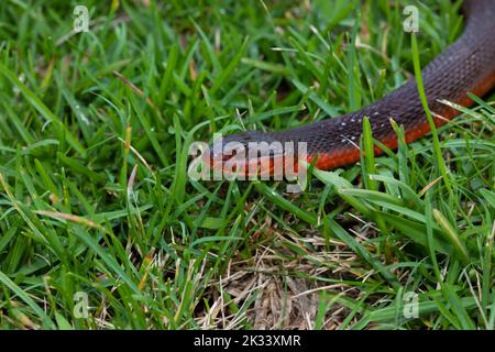 Kopiere den Raum auf der linken Seite mit einer roten bauchigen Schlange, die auf grünem Gras rutscht Stockfoto