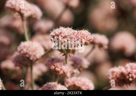 Rosa blühende Cymosekopfblüten von Eriogonum cinereum, Polygonaceae, einheimischer Strauch an der Ventura County Coast, Sommer. Stockfoto