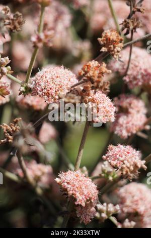 Rosa blühende Cymosekopfblüten von Eriogonum cinereum, Polygonaceae, einheimischer Strauch an der Ventura County Coast, Sommer. Stockfoto