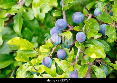 Schlehe oder Schwarzthorn (prunus spinosa), Nahaufnahme der blauen Beeren, Früchte oder Schlehen des Strauches, der sich zwischen den Blättern versteckt. Stockfoto