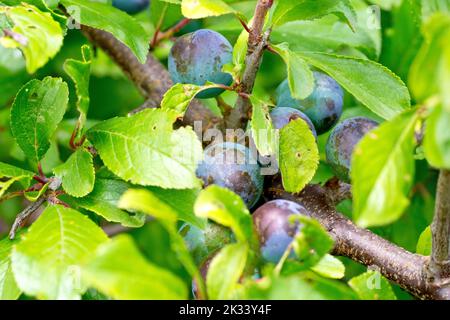 Schlehe oder Schwarzthorn (prunus spinosa), Nahaufnahme der blauen Beeren, Früchte oder Schlehen des Strauches, der sich zwischen den Blättern versteckt. Stockfoto
