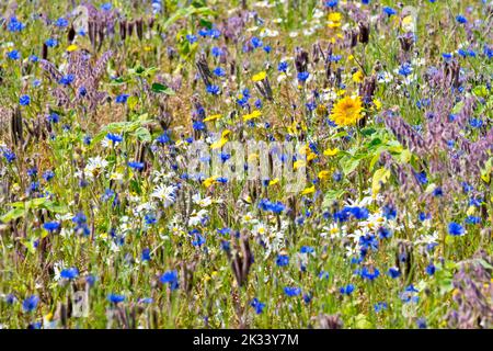 Eine Wildblumenwiese, die in einer ungenutzten Ecke eines Feldes gepflanzt wird, umfasst Sonnenblume, Kornblume und Maiskrautblume unter vielen anderen. Stockfoto