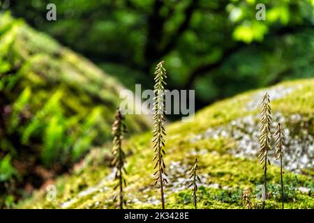 Granitfelsen mit Moos bewachsen, Nahaufnahme, mystischer Wald von Huelgoat, regionaler Naturpark Armorique, Departement Finistere, Bretagne, Frankreich Stockfoto