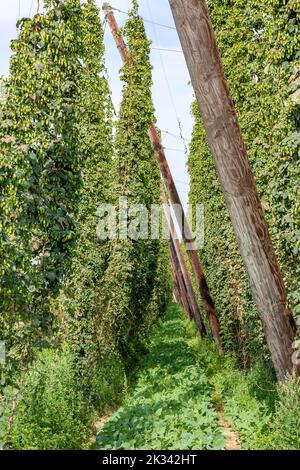 Hopfenfeld Hopfenanbau, Hopfen (Humulus), Elsass, Frankreich Stockfoto