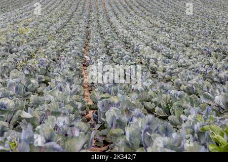 Feld mit Rotkohl (Brassica oleracea convar. Capitata var. rubra L.), Südpfalz, Pfalz, Rheinland-Pfalz, Deutschland Stockfoto