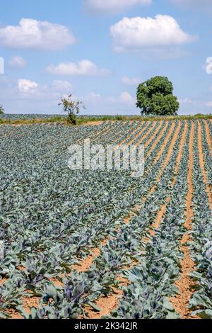 Feld mit Rotkohl (Brassica oleracea convar. Capitata var. rubra L.), Südpfalz, Pfalz, Rheinland-Pfalz, Deutschland Stockfoto