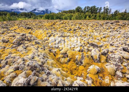 Ein Feld mit moosbedeckten Lavagesteinen im Nisga'a Memorial Lava Beds Provincial Park in British Columbia Stockfoto