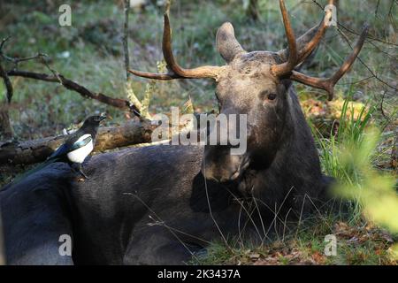 Europäische Elster (Pica pica) auf der Suche nach Ungeziefer auf dem liegenden Bullenelch (Alces alces), gefangen, Südschweden, Schweden Stockfoto