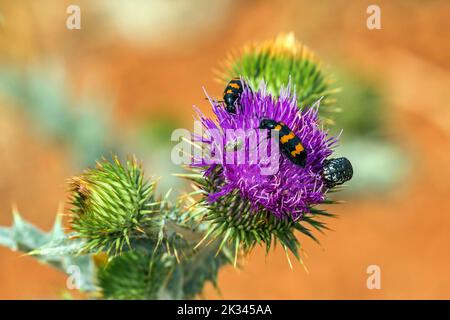 Gewöhnlicher Bienenkäfer (Trichodes apiarius), sitzend auf blühender Distel, Provence, Frankreich Stockfoto