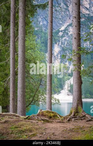 Nadelbäume am Pragser See, Bergsee, Detail, Pragser See, Dolomiten, Südtirol, Italien Stockfoto