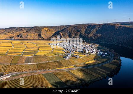 Luftaufnahme, Deutschland, Rheinland-Pfalz, Region Minheim Piesport Bernkastel-Wittlich, Minheim Piesport, Mosel, Weinberge im Herbst Stockfoto