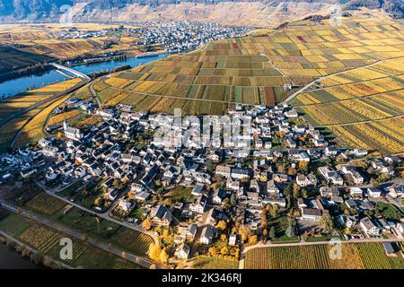 Luftaufnahme, Weinberge im Herbst, Minheim, Piesport, Mosel, Region Bernkastel-Wittlich, Rheinland-Pfalz, Deutschland Stockfoto