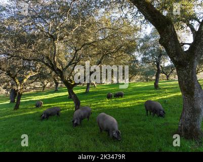 Weidende Schweine und Steineichen (Quercus ilex) in der Sierra de Aracena, Luftaufnahme, Drohnenschuss, Provinz Huelva, Andalusien, Spanien Stockfoto