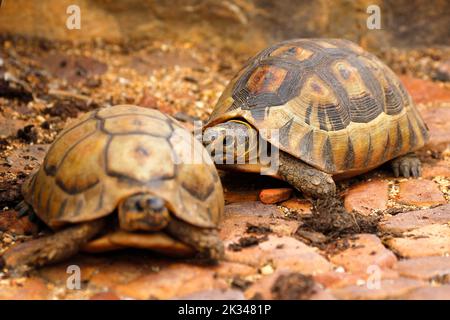 Zwei männliche Angulatschildkröten kämpfen auf einigen Steinstufen in einem Garten in Kapstadt um ein Weibchen. Stockfoto