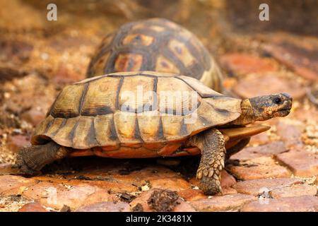 Zwei männliche Angulatschildkröten kämpfen auf einigen Steinstufen in einem Garten in Kapstadt um ein Weibchen. Stockfoto