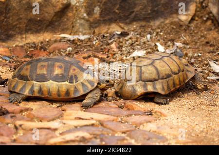 Zwei männliche Angulatschildkröten kämpfen auf einigen Steinstufen in einem Garten in Kapstadt um ein Weibchen. Stockfoto
