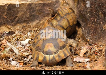 Zwei männliche Angulatschildkröten kämpfen auf einigen Steinstufen in einem Garten in Kapstadt um ein Weibchen. Stockfoto