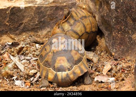 Zwei männliche Angulatschildkröten kämpfen auf einigen Steinstufen in einem Garten in Kapstadt um ein Weibchen. Stockfoto
