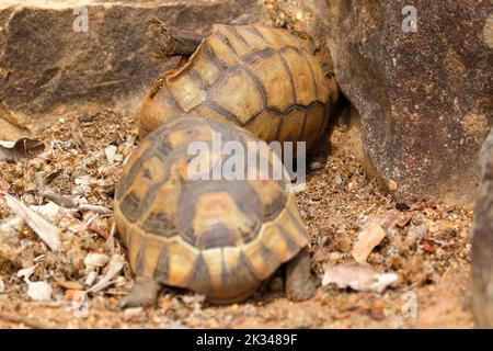 Zwei männliche Angulatschildkröten kämpfen auf einigen Steinstufen in einem Garten in Kapstadt um ein Weibchen. Stockfoto