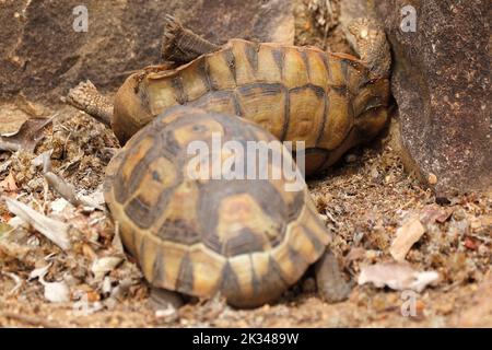 Zwei männliche Angulatschildkröten kämpfen auf einigen Steinstufen in einem Garten in Kapstadt um ein Weibchen. Stockfoto