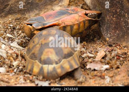 Zwei männliche Angulatschildkröten kämpfen auf einigen Steinstufen in einem Garten in Kapstadt um ein Weibchen. Stockfoto